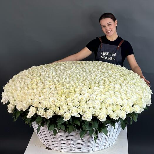 1001 роза белая