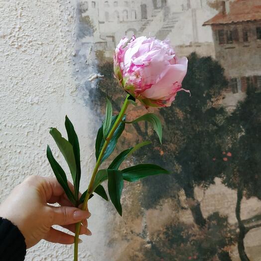 Пион розовый