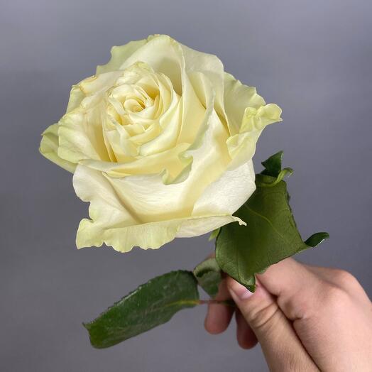 White Rose (premium)