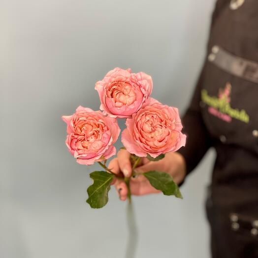 Bush pionoid rose Juliet