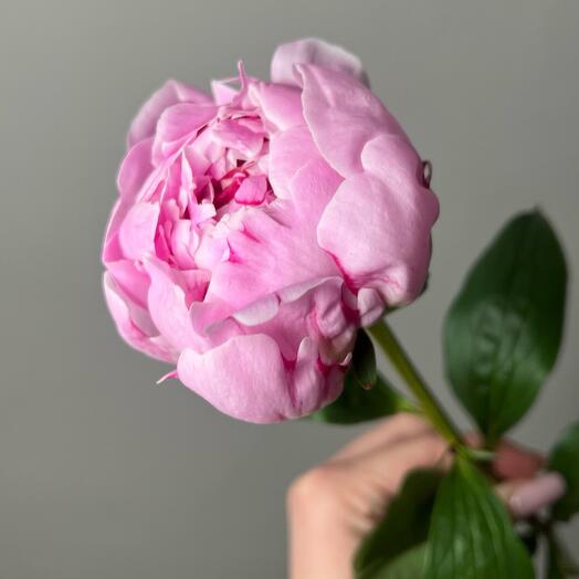 Pink peony