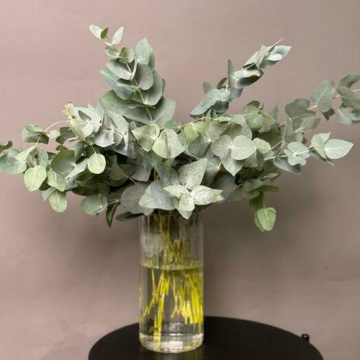 Okhaka eucalyptus for the house