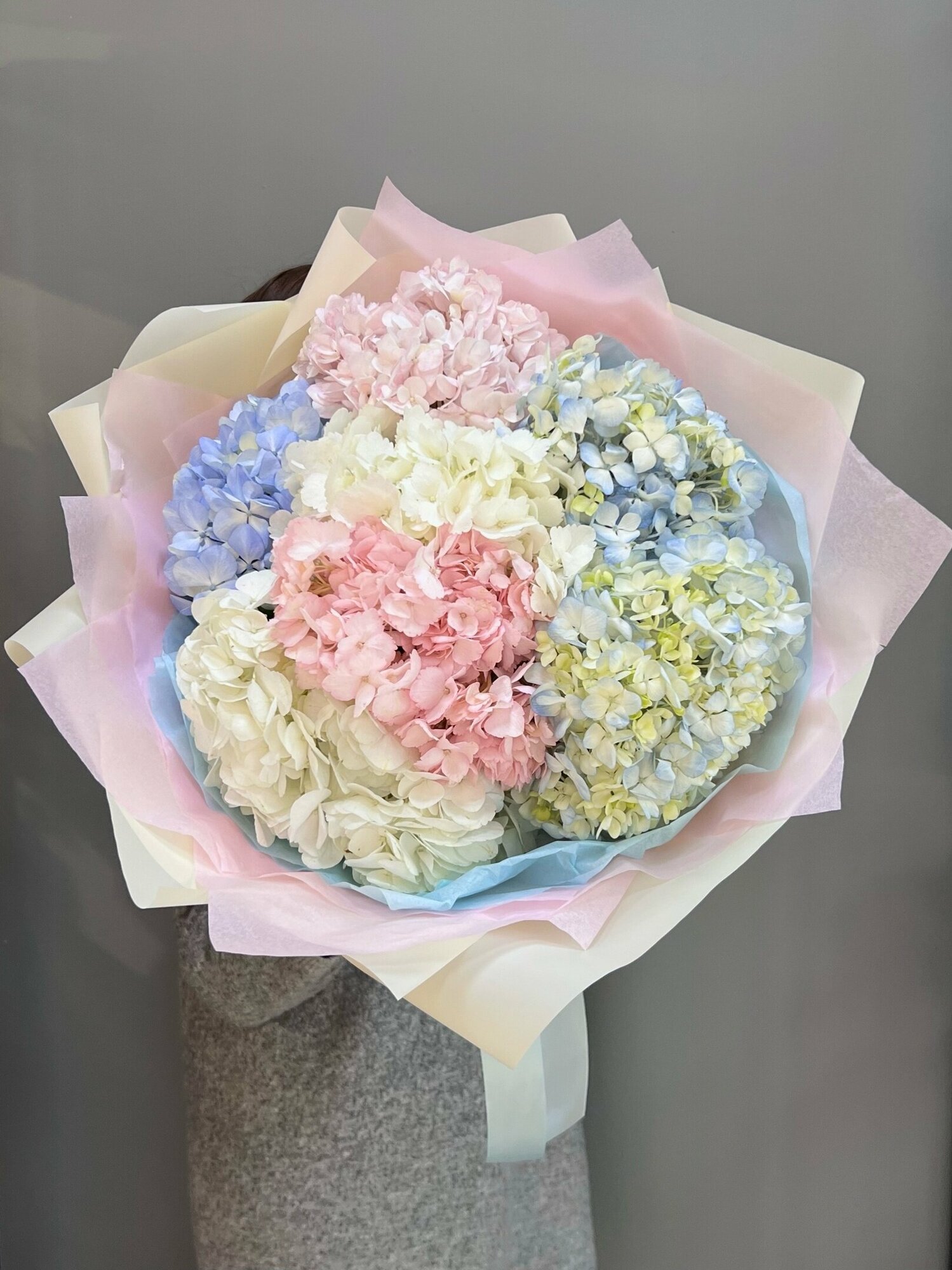 7 гортензия