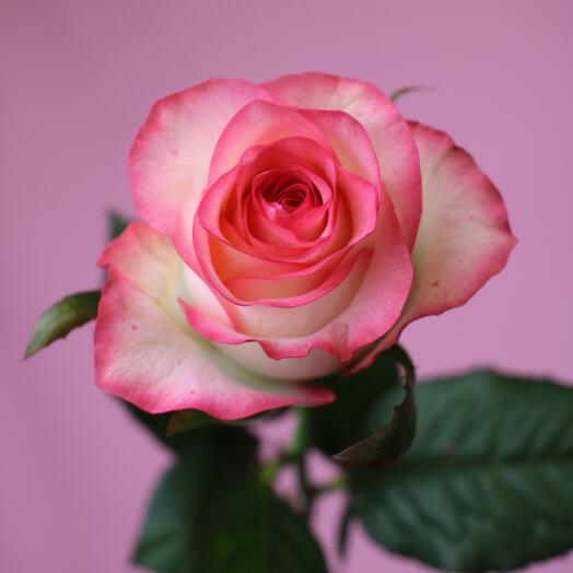 Бело-розовая роза см