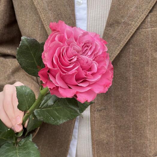 Pionovid rose "Country Blues"