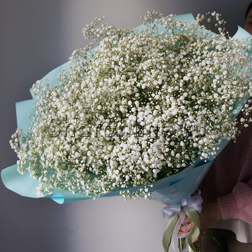 21 gypsophila