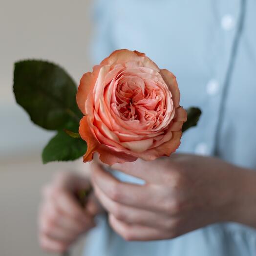 Пионовидная роза «Кахала»