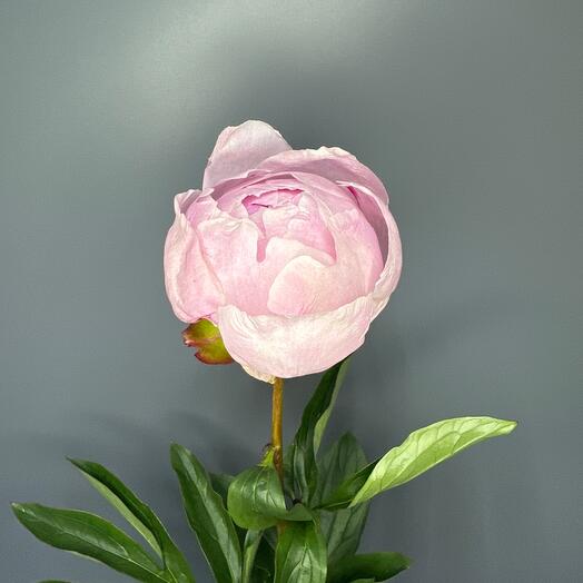 Pion, Pion Sarah Bernard