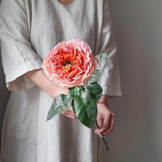 Bombed pionivate rose mandarin with an interesting middle. For her, colleagues, mothers, friends, beloved