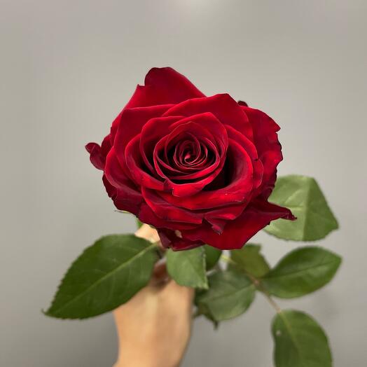 Rose "Explorer" 70 cm