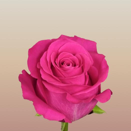 Rose Ecuador Pink Floyd