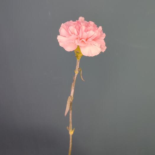 Гвоздика розовая