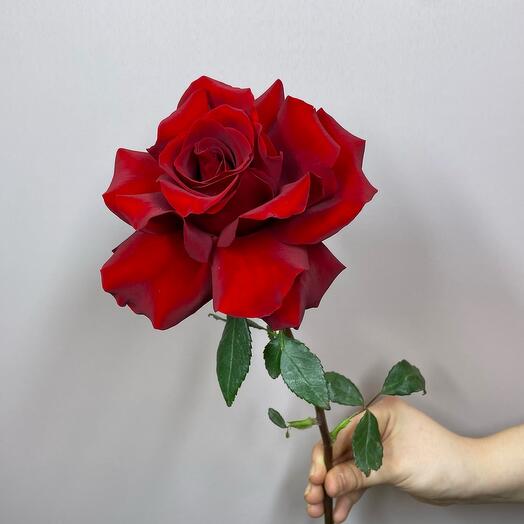 French Rose Explorer