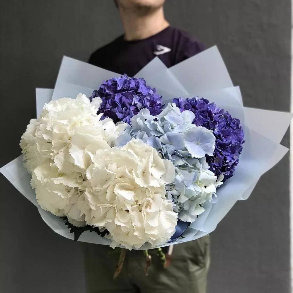 31 гортензия