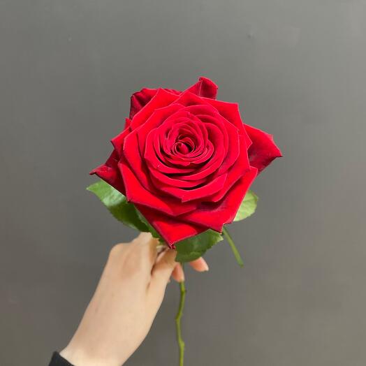 Роза «Ред Наоми»