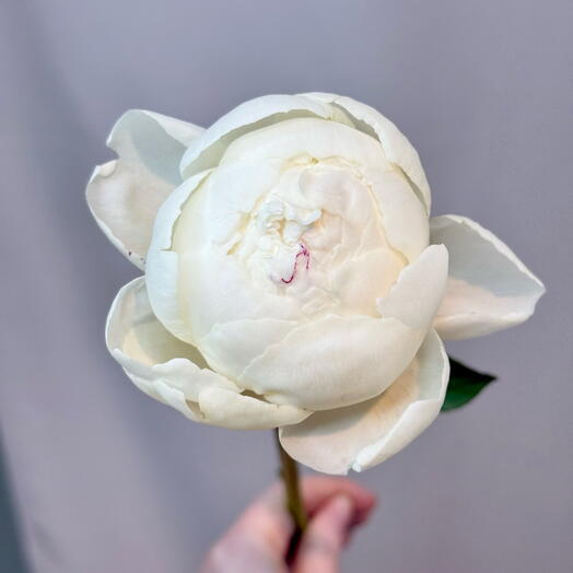 Белый ароматный пион 🤍