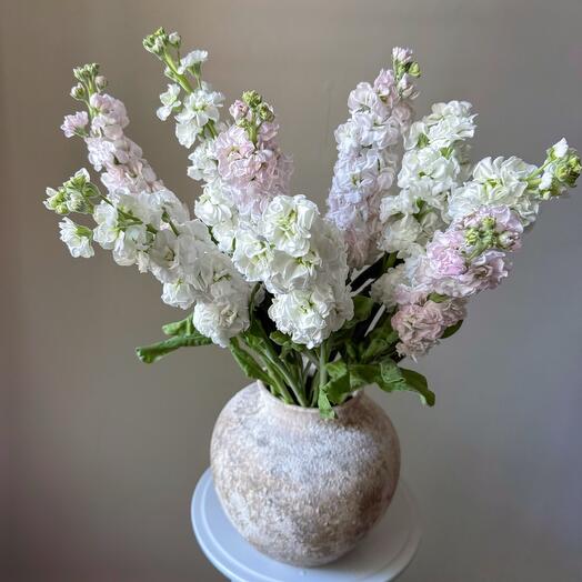 Matthiola is white and pale pink, fragrant mix for the interior