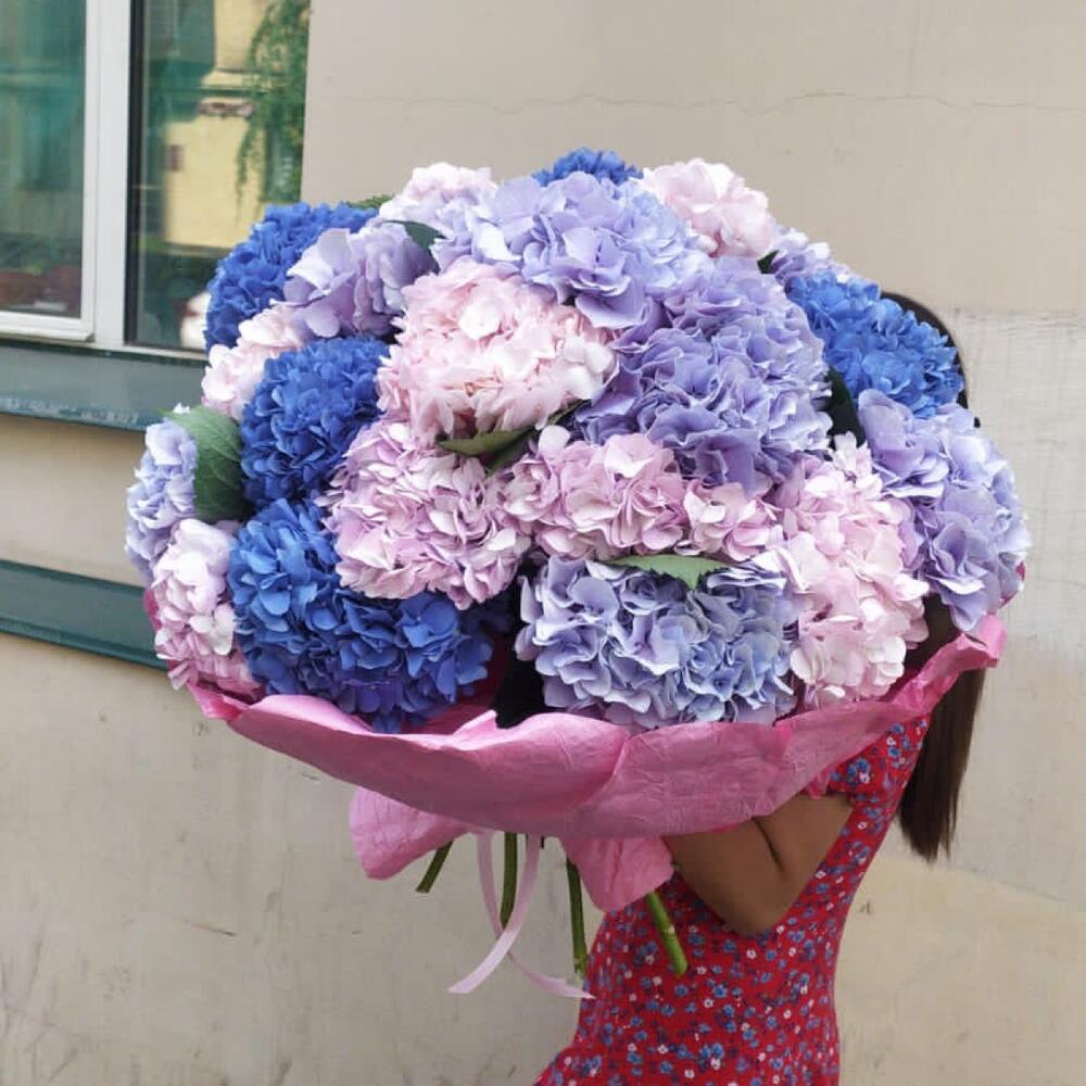 21 гортензия