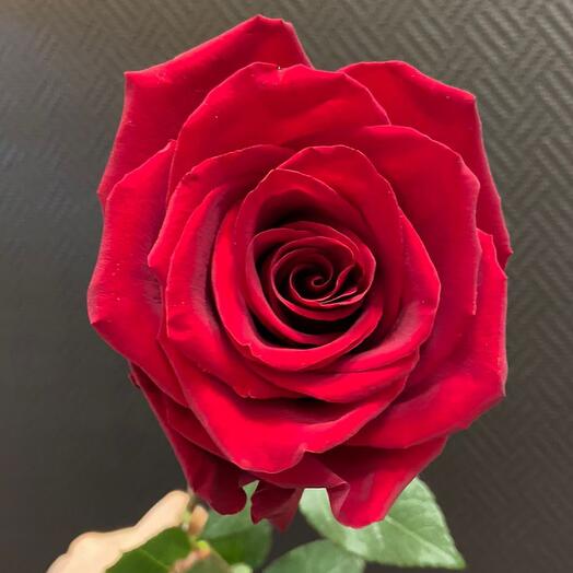 Роза бордовая