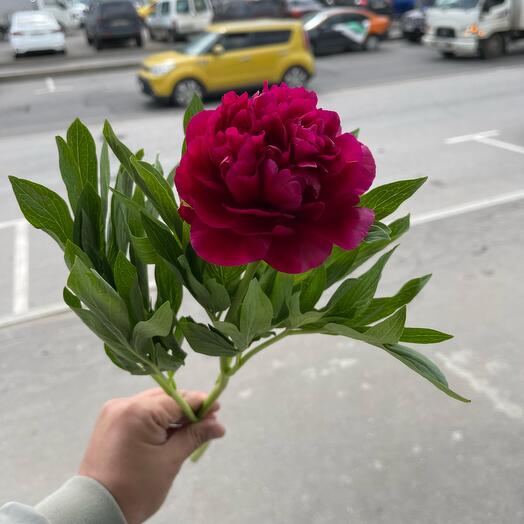 Пионы местные