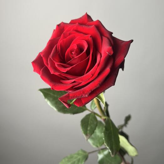 Красная эквадорская Роза