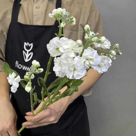 Белая матиола