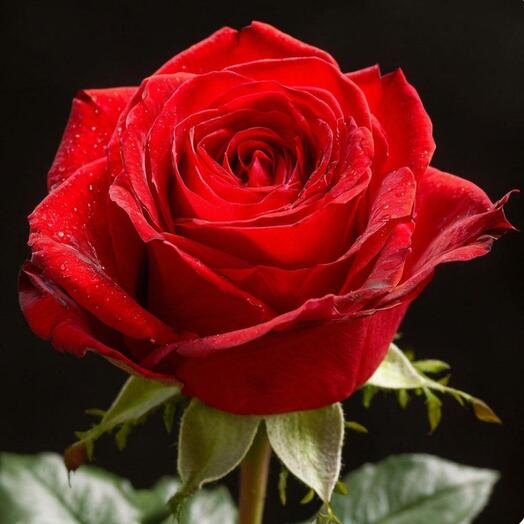 Голландская красная роза