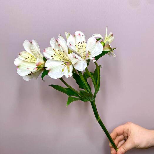 Alstromeria is white