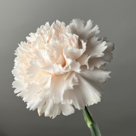 Бежевый Диантус