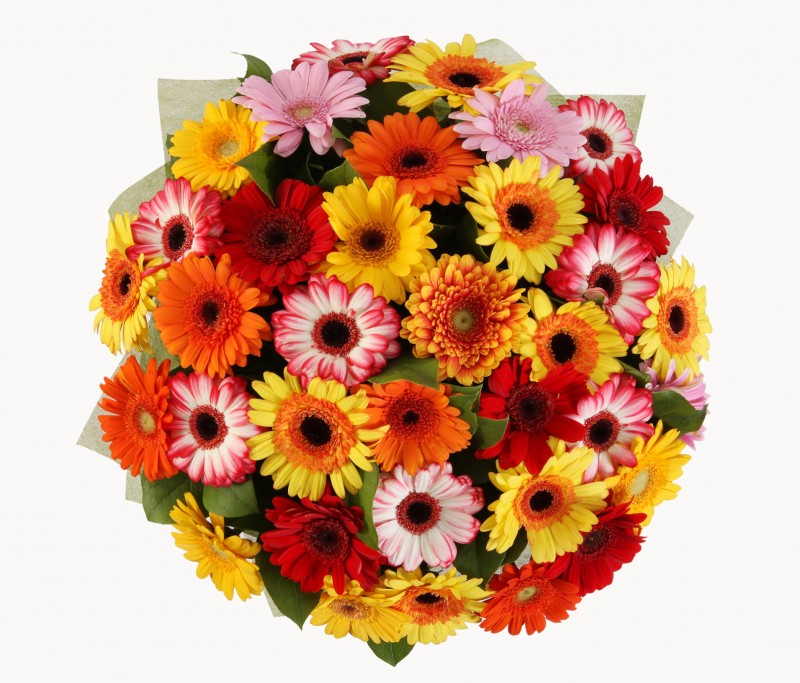 31 gerberas