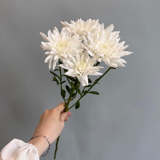 Chrysanthemum Baltic