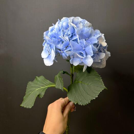 Blue Hortension of Holland