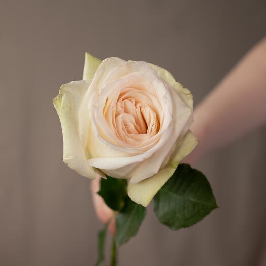 Ароматная пионовидная роза Вайт Охара