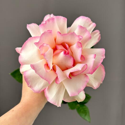 Французские розовые розы сорта Эсперансе