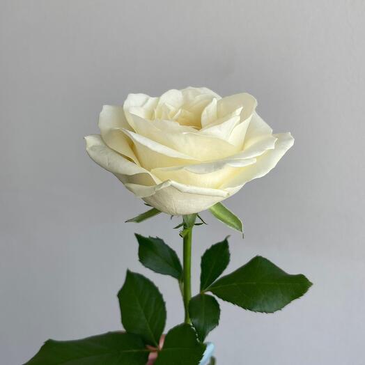Роза белая сорт «аваланж» 60см