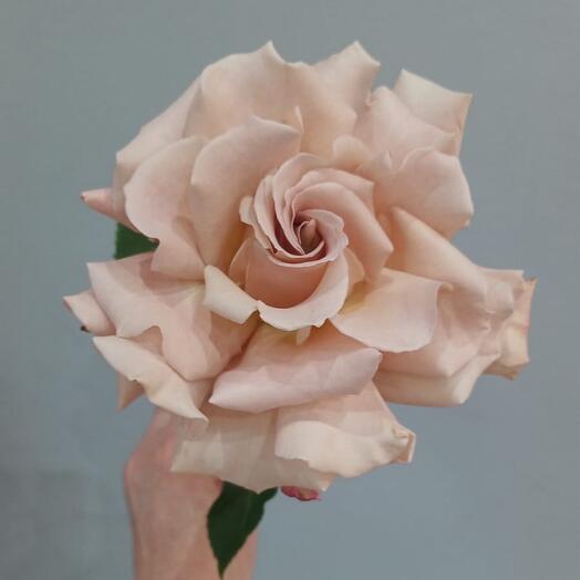 Французская роза бежевый пыльно-розовый