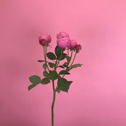 Rose bush pionivid "Silva Pink"