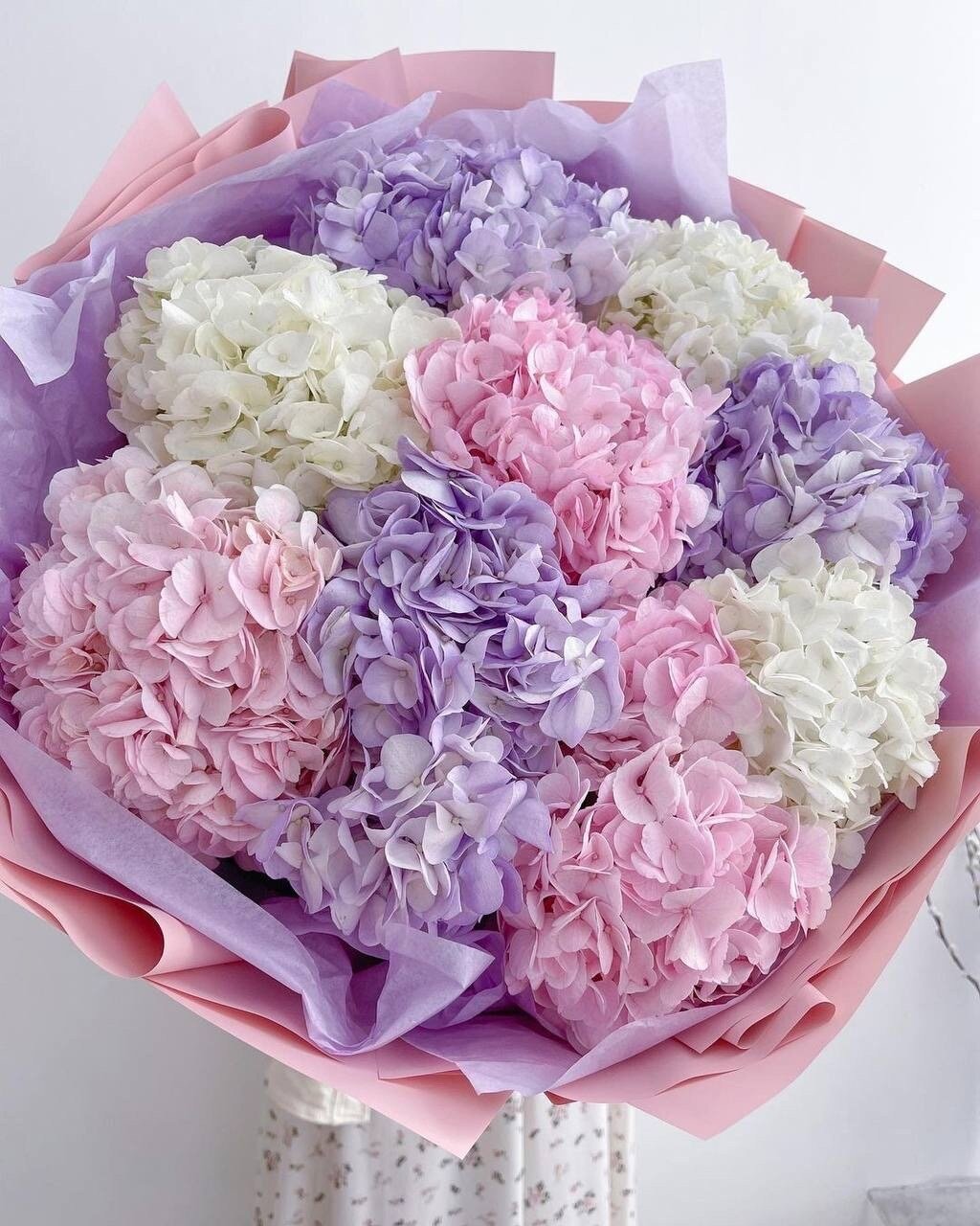 9 гортензия