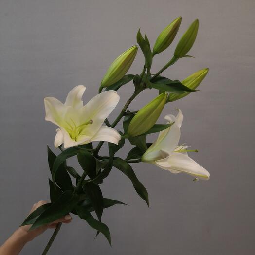 Лилия белая