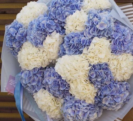 101 гортензия