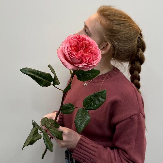 Роза пионовидная Пинк экспрешн