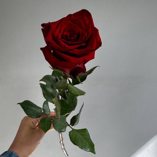 Red Premium Quality Rose Ecuador 50 cm