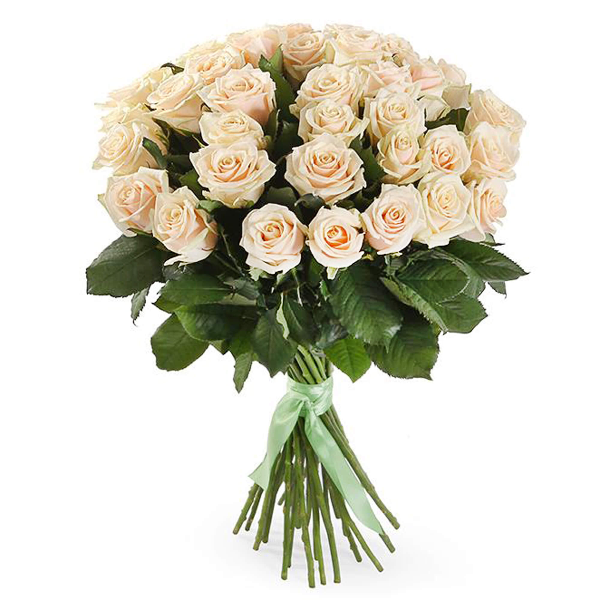 31 cream roses