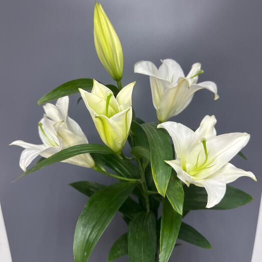 Лилия белая королевская