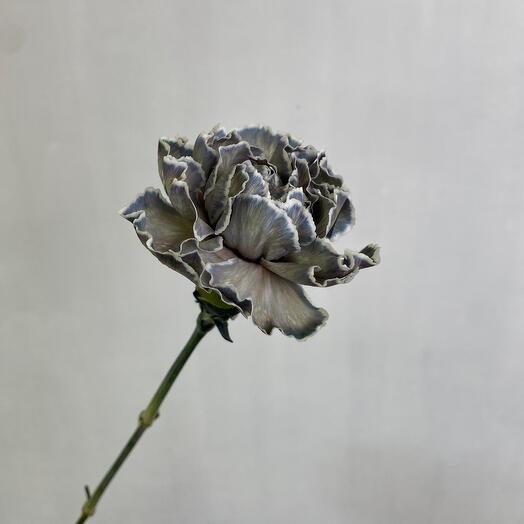 Dyanthus varietal Black Molly for the house 🏡