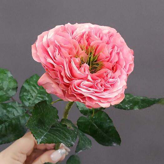 Пионовидная роза Мандарин Экспрешен