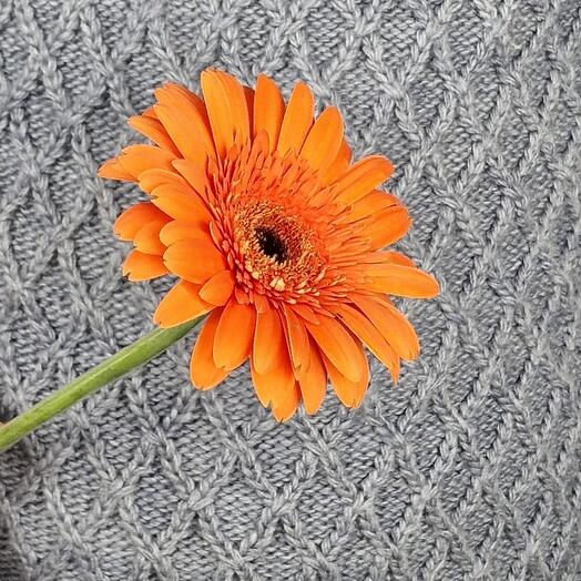 Gerbera, different colors (cost is indicated for 5 pcs.)