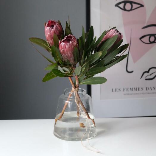 Букет из трёх африканских протей