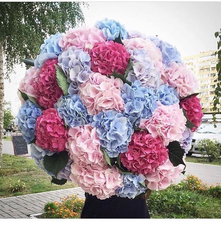 51 hydrangea