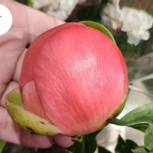 Peonies are punished